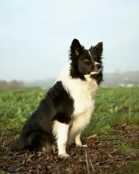 Dog in belgium (1)
