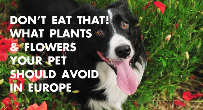 Don't Eat That! - What Plants and Flowers Your Pet Should Avoid in Europe http://www.starwoodanimaltransport.com/blog/plants-flowers-pets-should-avoid-europe Don't Eat That! - What Plants and Flowers Your Pet Should Avoid in Europe http://www.starwoodanimaltransport.com/blog/plants-flowers-pets-should-avoid-europe