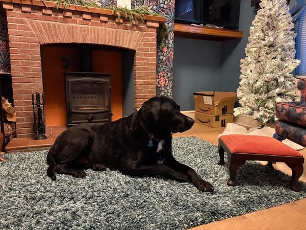 Black labrador laying in the living room next to a christmas tree