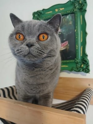 british shorthair cat
