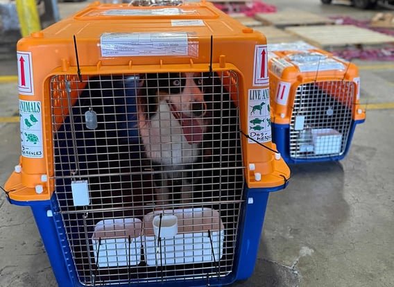dog traveling in an approved travel crate for international travel.