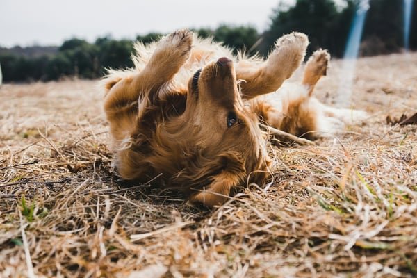 dog rolling in field