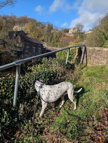 dogoutside