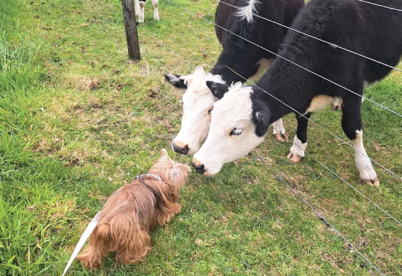 new-zealand-dog
