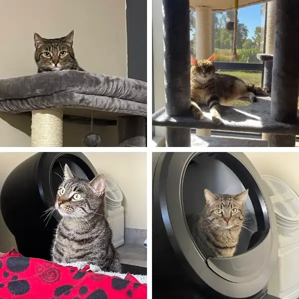 Pet Image
