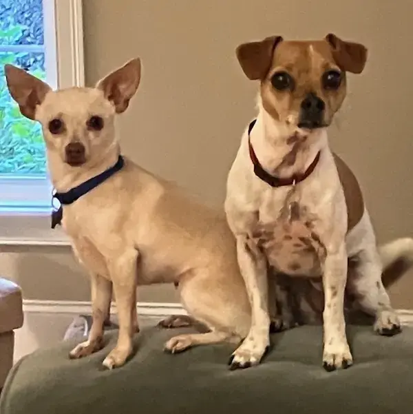 Pet Image