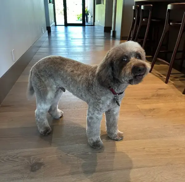 Pet Image