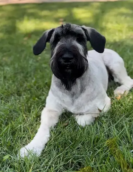 Pet Image