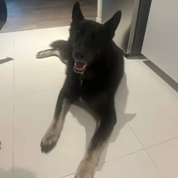 Pet Image