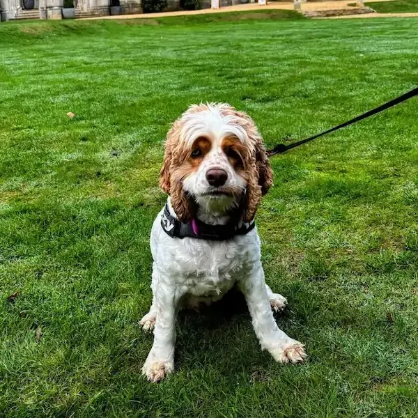 Pet Image