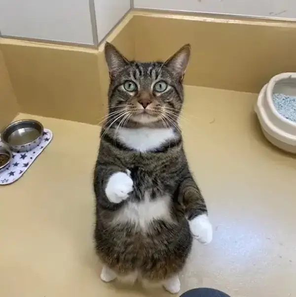 Pet Image