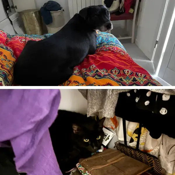 Pet Image