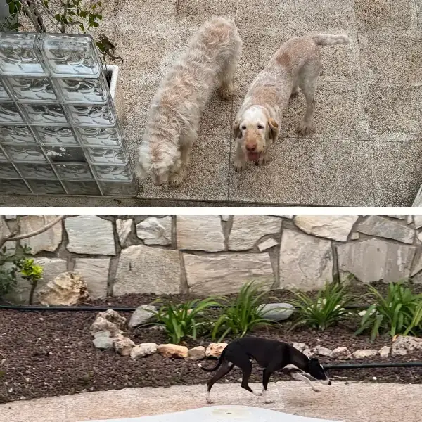 Pet Image