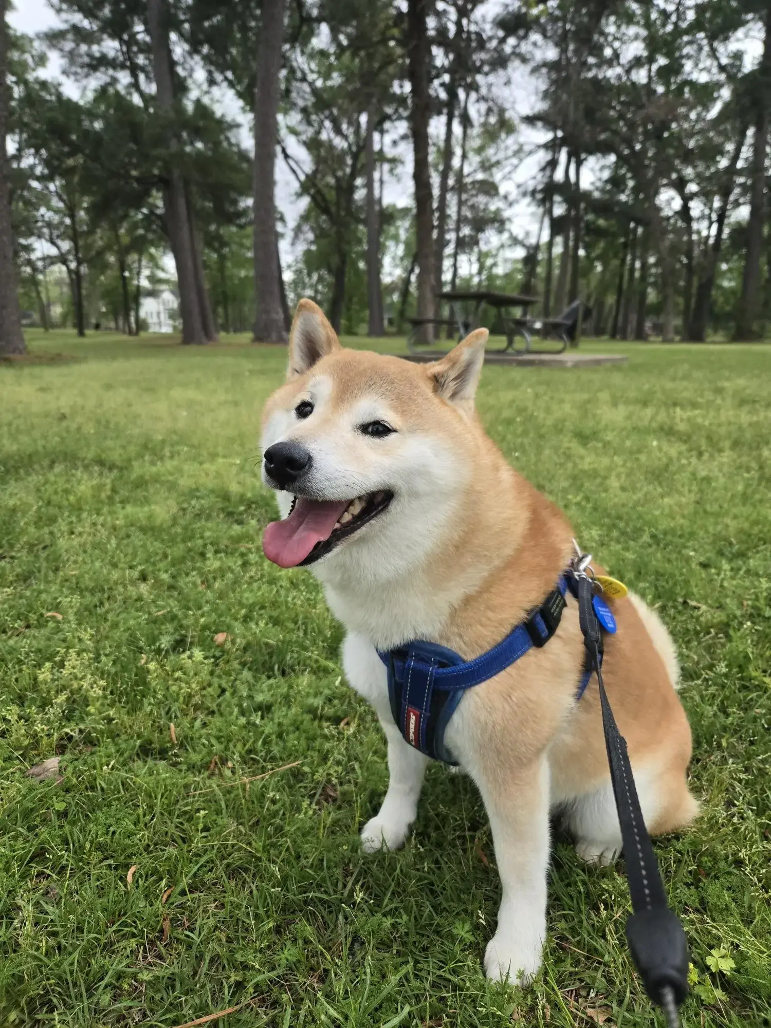 Pet Image
