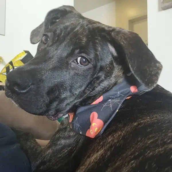 Pet Image