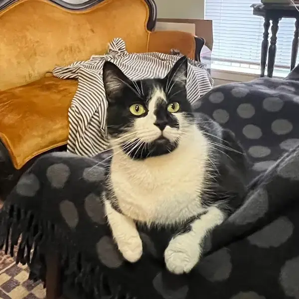 Pet Image