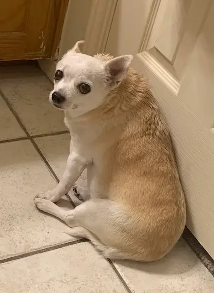 Pet Image