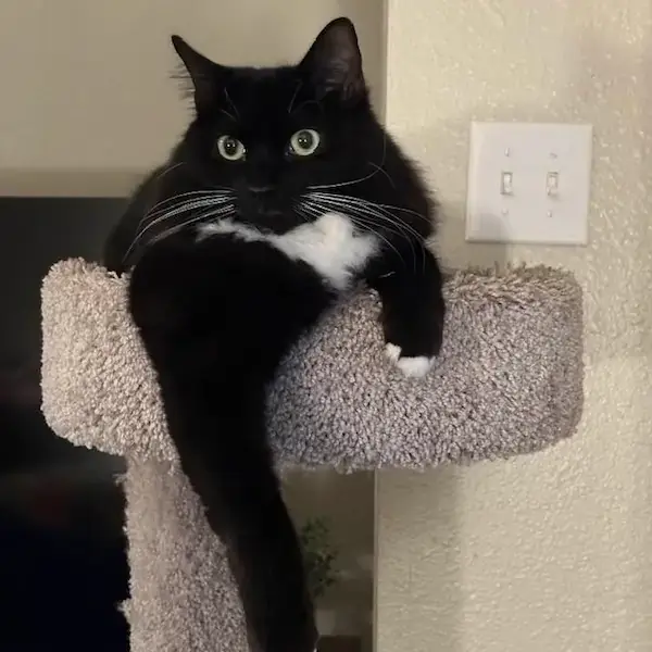 Pet Image