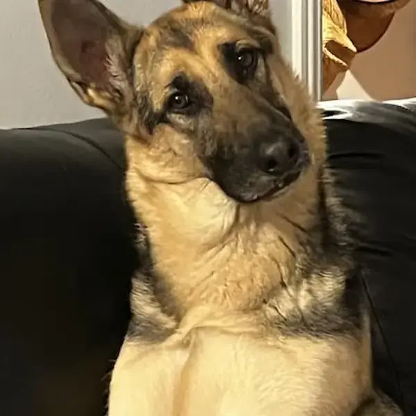 Pet Image