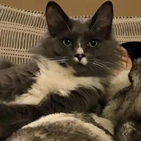 Pet Image