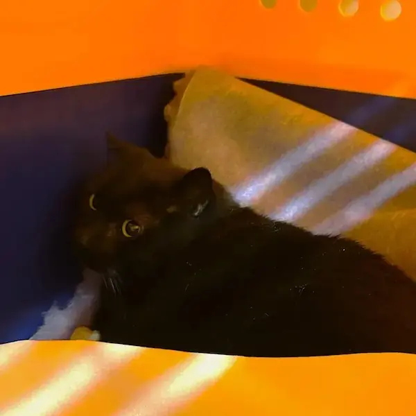 Pet Image