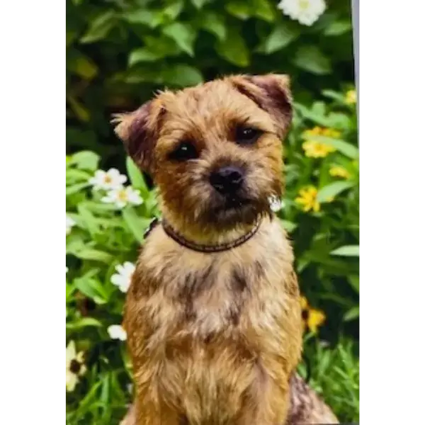 Pet Image
