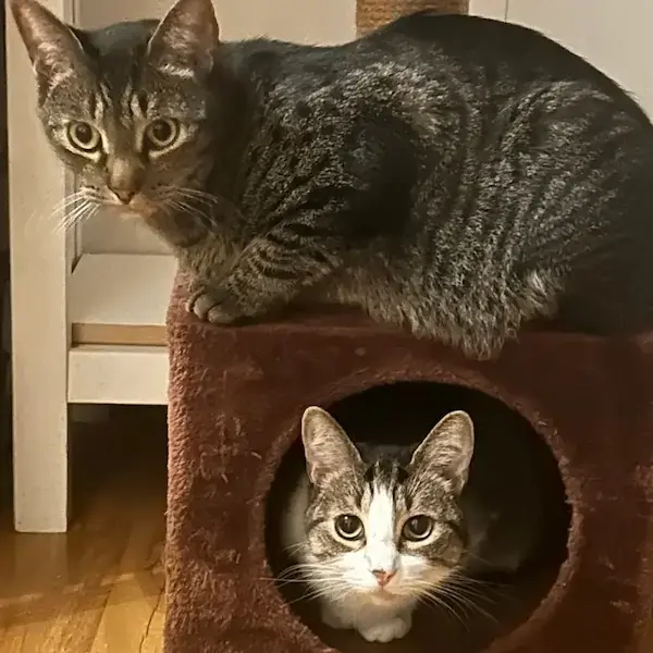 Pet Image
