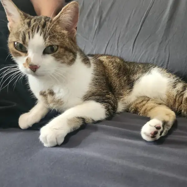 Pet Image