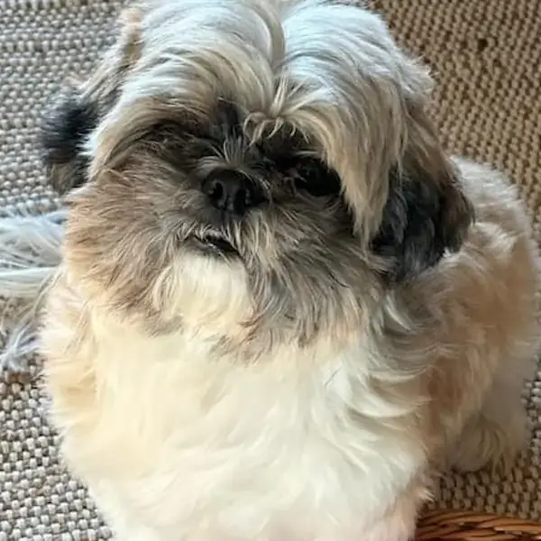 Pet Image
