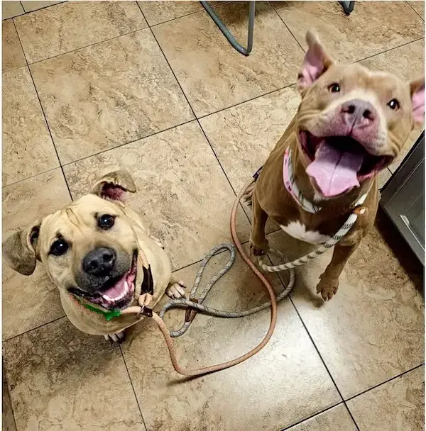 Pet Image
