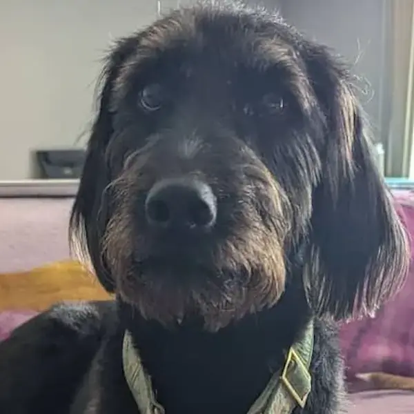 Pet Image