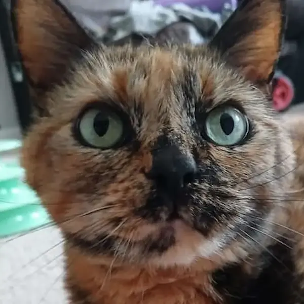 Pet Image