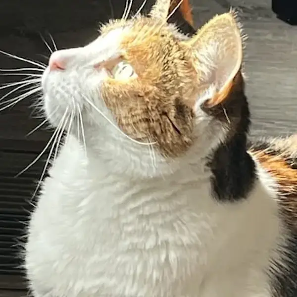 Pet Image