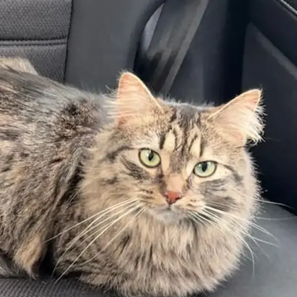 Pet Image