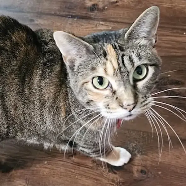 Pet Image
