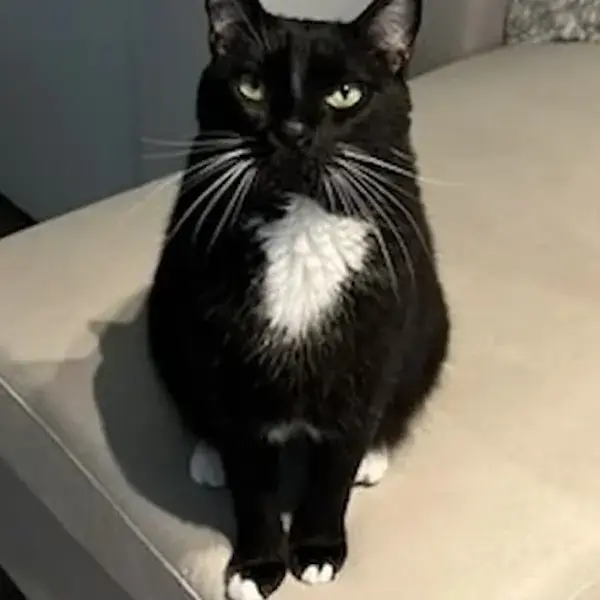 Pet Image
