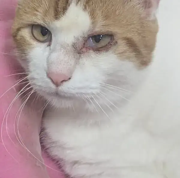 Pet Image