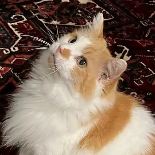 Pet Image