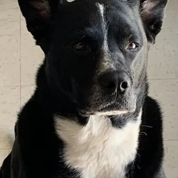 Pet Image