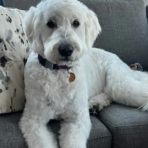 Pet Image