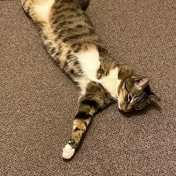 Pet Image