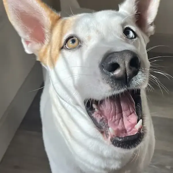 Pet Image