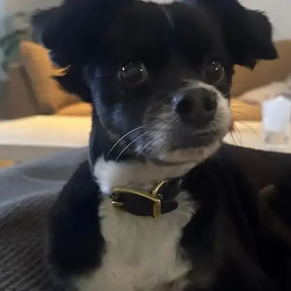 Pet Image