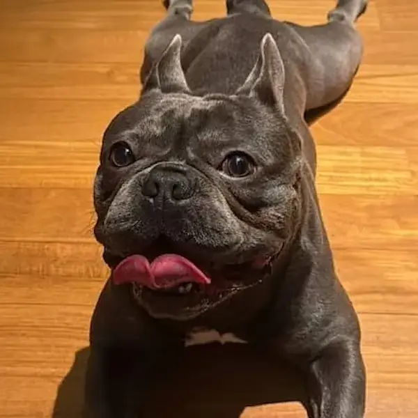 Pet Image