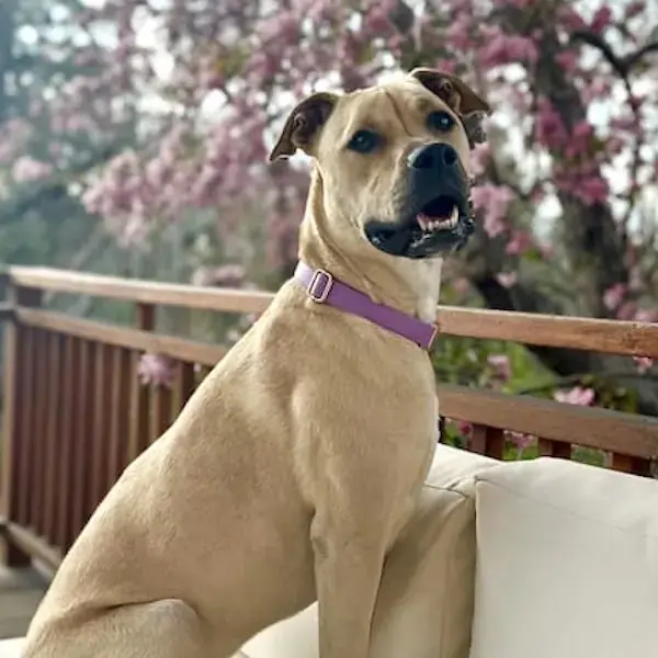 Pet Image