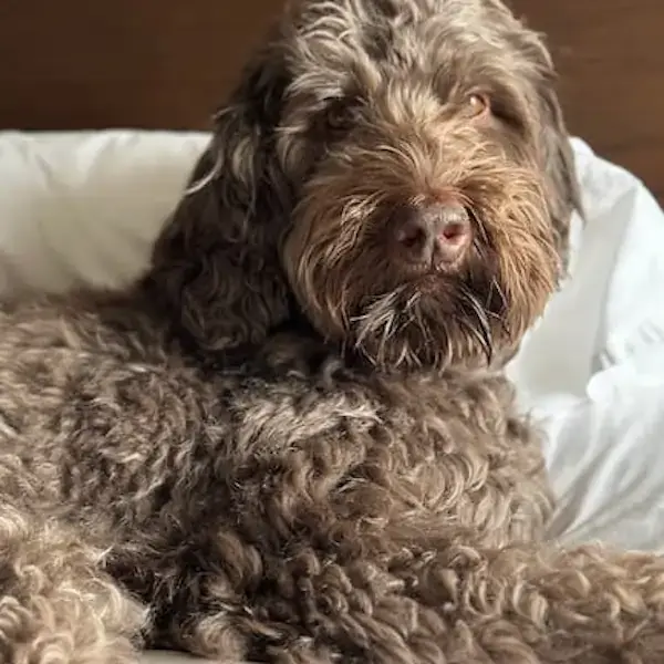 Pet Image