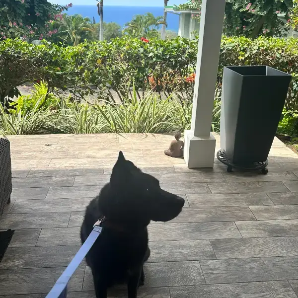 Pet Image