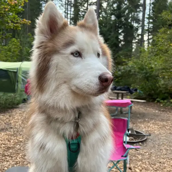 Pet Image