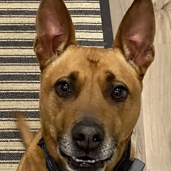 Pet Image