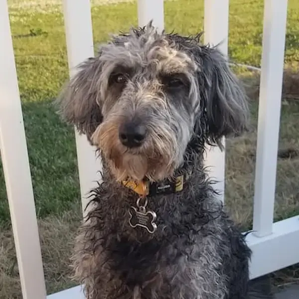 Pet Image